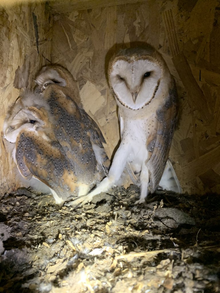 Naissance chouettes effraies - Villiers-le-Mahieu